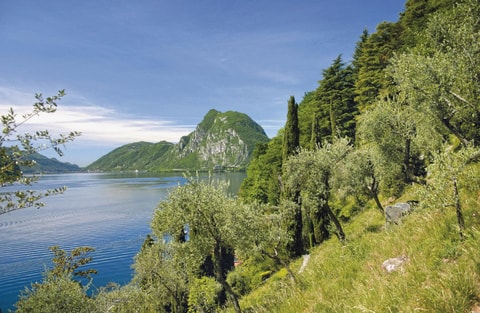 Olivenweg von Gandria nach Castagnola
