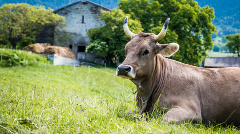 Schaukäserei Rhone AG Glis