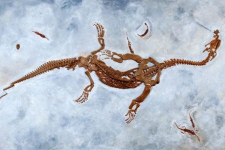 Fossilienmuseum des Monte San Giorgio