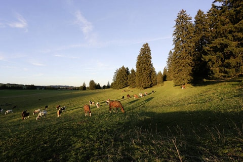 Bio-Wege im Jura