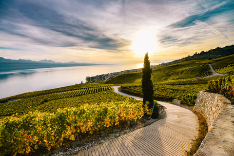 Weinberg-Terrassen von Lavaux