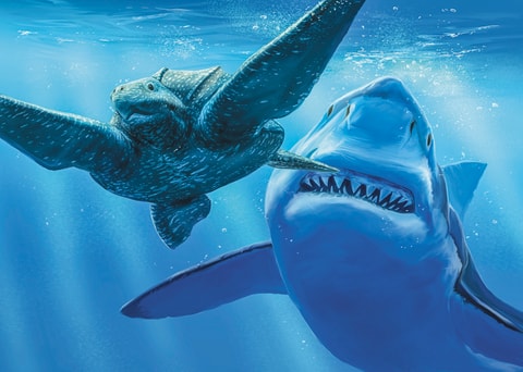 Sauriermuseum Aathal: «Haie der Urmeere» und «Megalodon»