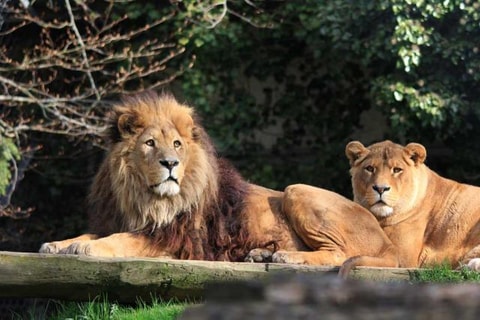 Zoo von Servion