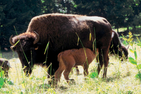 Bisonpark Jura