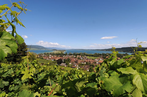 Räbluskurve – Rebenlehrpfad