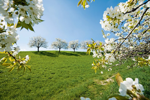 Chriesi-Wanderung im Aargau