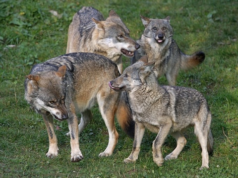 Der Wolf im Natur-Museum Luzern