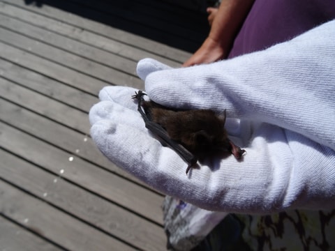 22. BAT Night im Tierpark Goldau