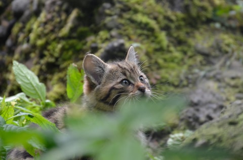 Wild im Wald
