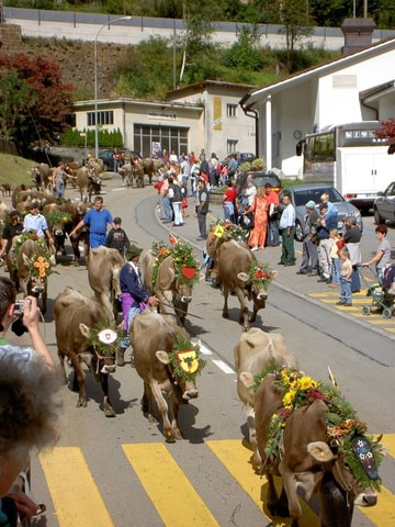 Alpabzug Wassen 2018