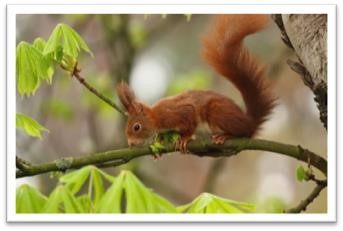 Ausstellung  «Eichhörnchen» im Naturmuseum Winterthur