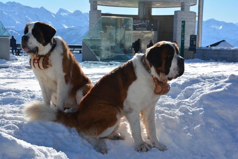 Barry-Winterwanderungen auf der Rigi