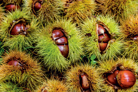 Chestene-Chilbi Greppen
