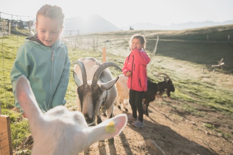 Tierpark und Berghaus Wispile in Gstaad