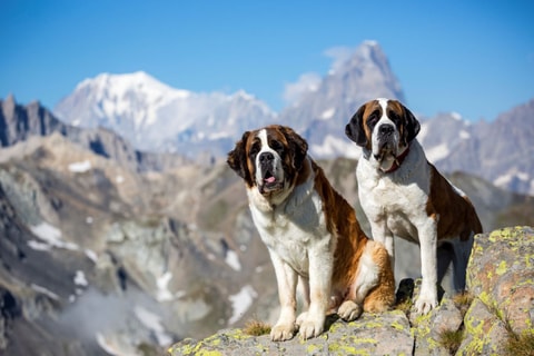 Wandern mit Bernhardinern