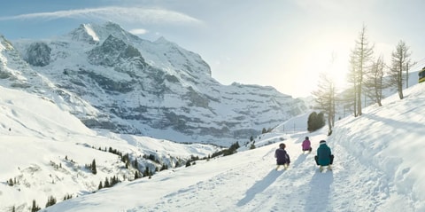 Schlittelspass in der Jungfrau Region