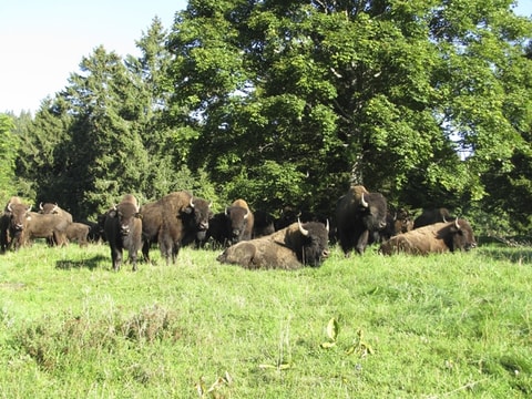 Bison-Ranch