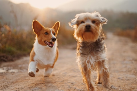 Schweizer Hundefachmesse HUND|2026