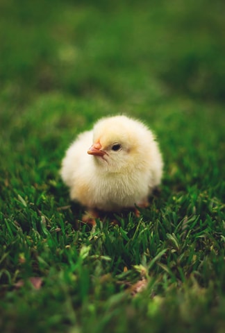 Die Osterbibeli kommen!