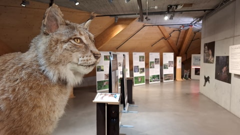 Mit dem Luchs auf Augenhöhe