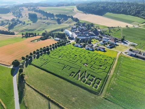 Frienisberger Maislabyrinth