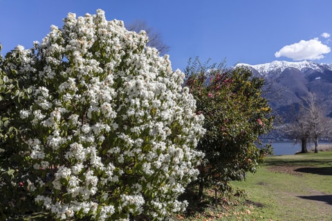 Kamelienpark Locarno