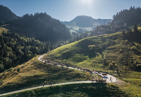 Alpabzug in Plaffeien