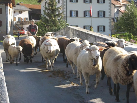 Tundeida – Schafschur Savognin