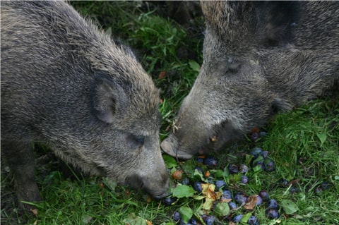 Nahtour 2: Von Hirschen, Gämsen und Wildschweinen