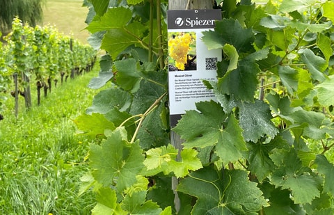 Rebsortengarten Spiez