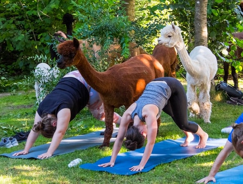 Yoga inmitten Alpakas