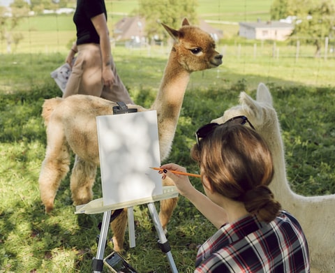 Malen inmitten Alpakas