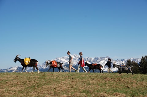 Packgeissen Trekking mit Übernachtung im Wohnfässli