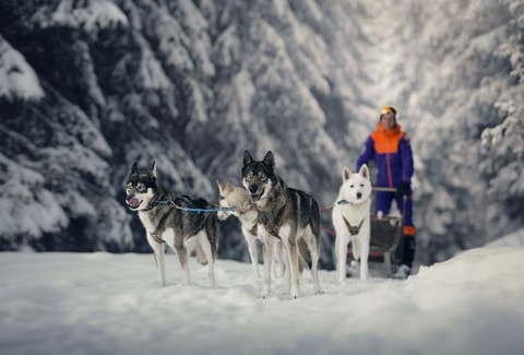 Alpes'Huskies