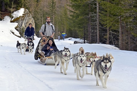 Schlittenhunde im Val des Dix