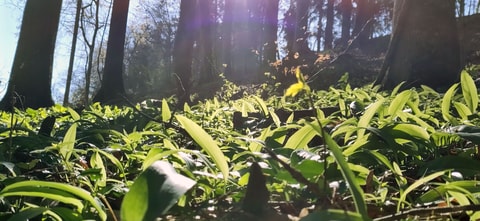 Essbare Wildpflanzen und ihre Besonderheiten