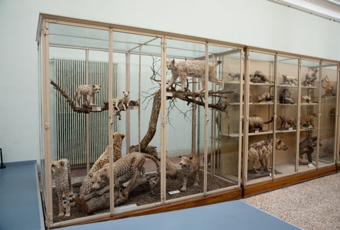 Naturéum – Palais de Rumine – Lausanne