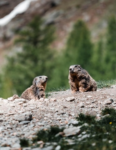 Tierische Schnitzeljagd im Saastal
