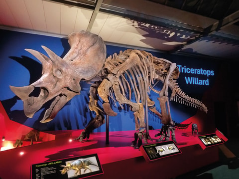 Willard – Der grösste Triceratops der Welt