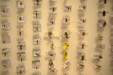 Honigbienen und ihre wilden Verwandten