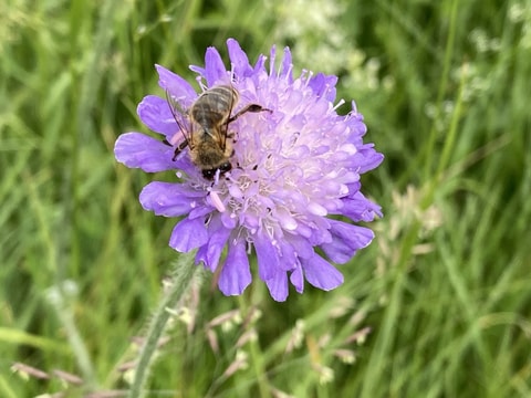 Bienen-Special