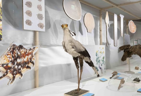 Ausstellung «Spécimens 24»