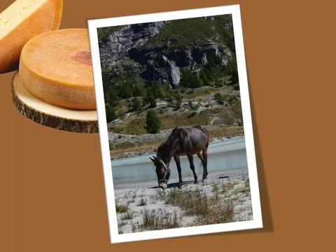 Gastronomie, Terroir und Traditionen im Maultierschritt…