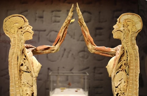 REAL BODIES