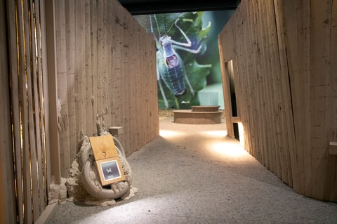 «Insektensterben – Alles wird gut»