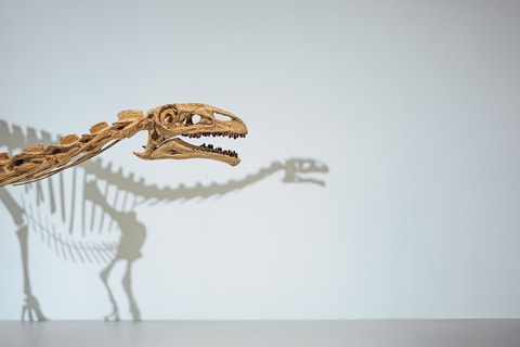 PLATEOSAURUS, dies ist ein Dino