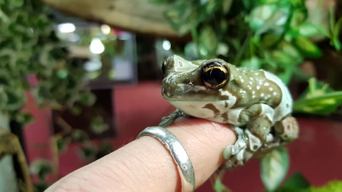 Reptiles Expo