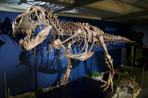 T. rex «Trinity» im Sauriermuseum Aathal
