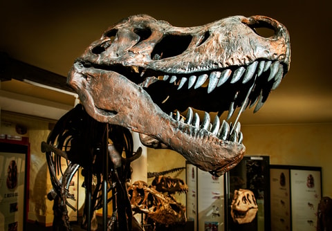 «T. rex & Co.» – Sonderschau im Sauriermuseum Aathal