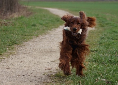 Krimitouren mit Hund